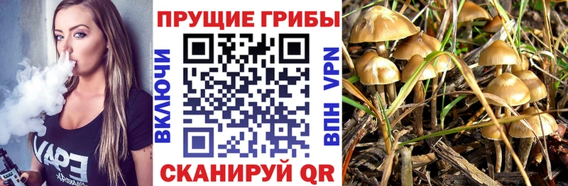 дарнет шоп Берёзовский mega Галлюциногенные грибы Cubensis
